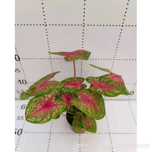 caladium nixia indoor living plants